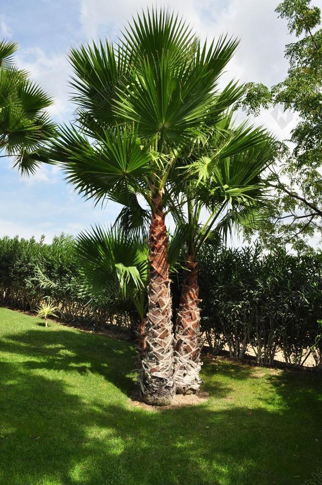 棕榈 树 厂 榈 树荫下树 高 部落 异国情调 夏季