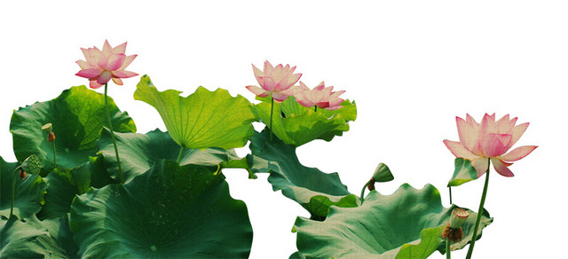 手绘荷花素材