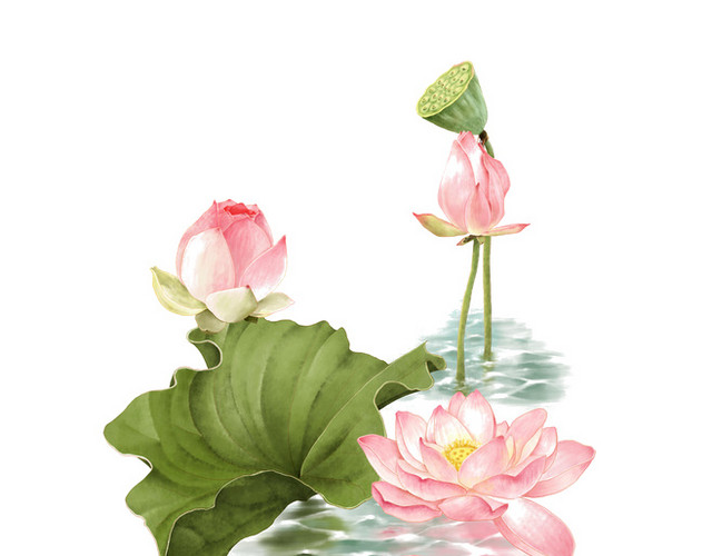 手绘荷花素材