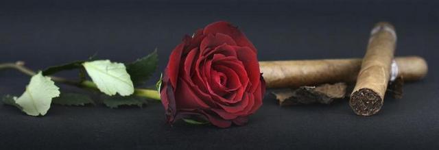 玫瑰 红玫瑰 雪茄 烟草叶片 玫瑰花瓣 花 开花 玫瑰绽放
