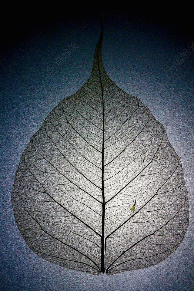 叶子 叶片结构 叶脉 模式 分支机构
