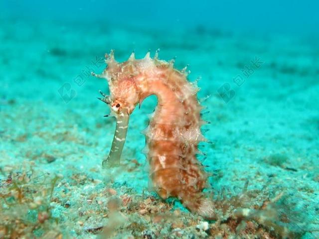 海马 海洋 海 野生动物 水下 动物 野生 水 水族馆