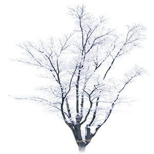 落满雪的树