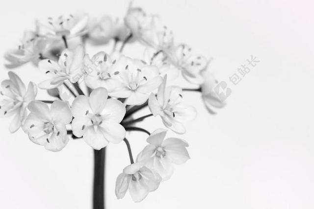 灰白韭菜花束花球自然植物背景图片