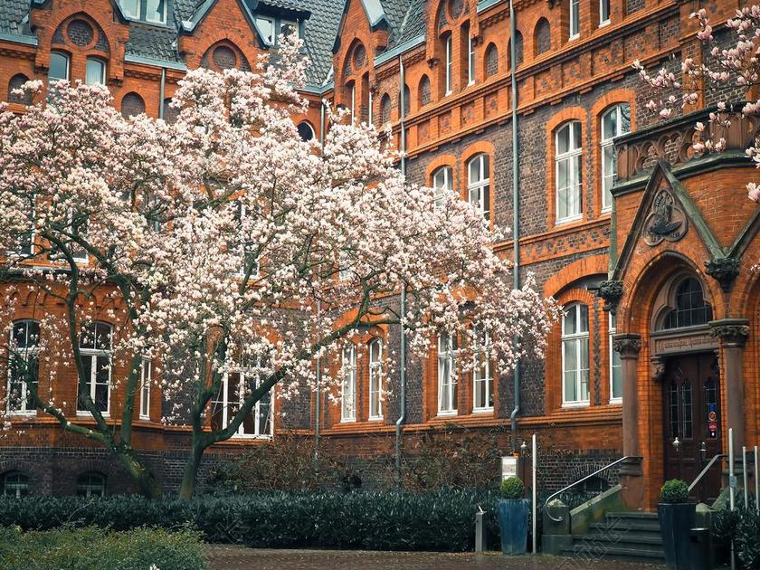 玉兰 树 开花 春天 花园 性质 FRüHLINGSBLüHER