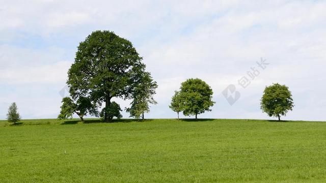 树木 格罗夫的树木 草地 性质 字段 天空 组 地平线