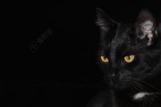 猫 黑色背景 猫的眼睛 眼睛 家猫 动物 黑猫 黑