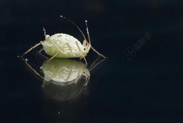 木虱 虱子 绿色 虱子厂 蚜虫 厚厚的虱子 害虫
