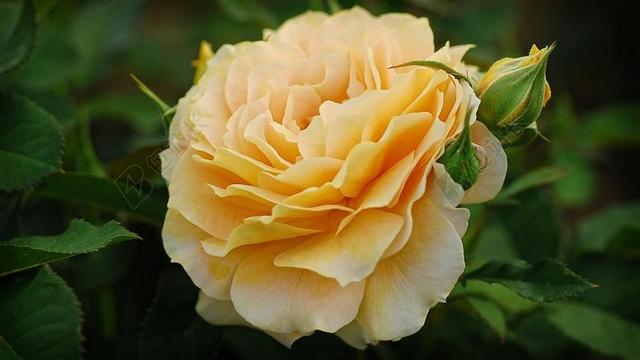 黄色盛开花朵园林艺术花卉背景图片
