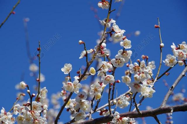 鲜花 梅花 春天  红梅花 白色的花 植物 木材
