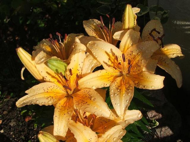 百合花 黄色 橙色 鲜花 花