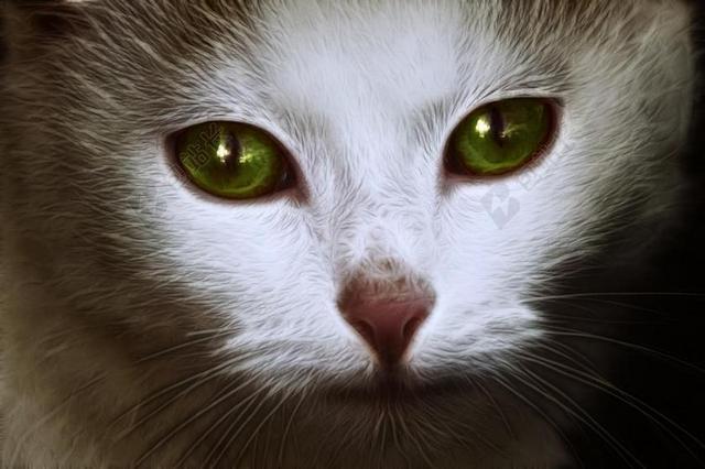 白 猫 脸 肖像 可爱猫咪 猫脸 动物 猫的眼睛 宠物