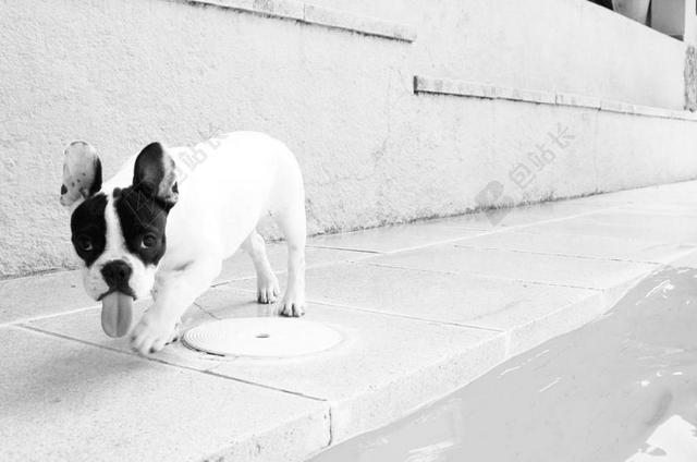 白色可爱伸舌头法国斗牛犬背景图片