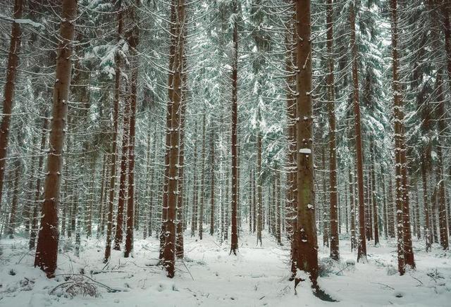 户外白色雪景雪山松树树木背景图片