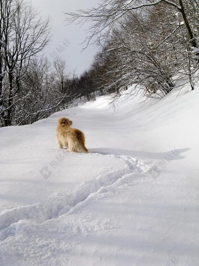 白色户外雪地玩耍狗背景图片