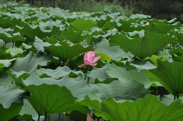 绿色植物宁静绿叶中的荷花背景图片