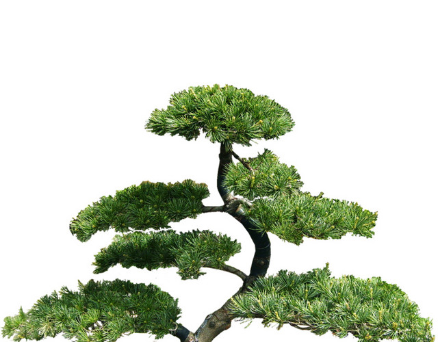 松树