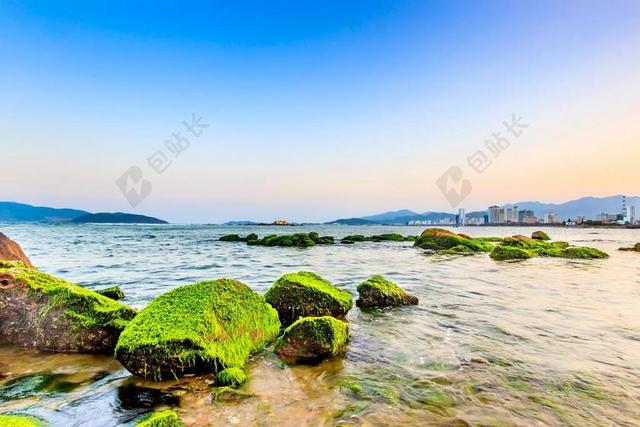 青苔 岩 大海 芽 页 越南 南