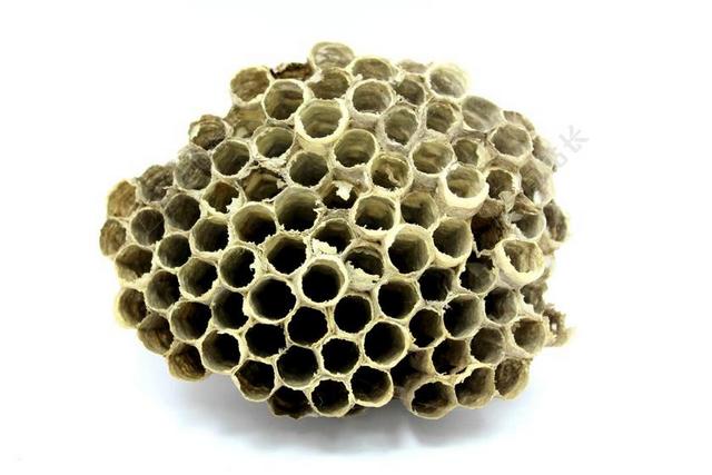 蜜蜂 配置单元 蜂蜜 昆虫 工作 品种 飞 蜡 自然 记录