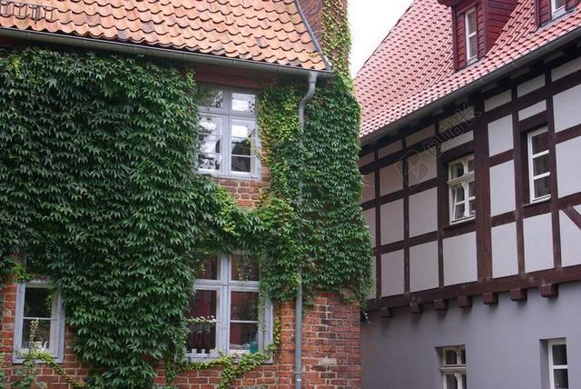 施特拉尔松德 老房子 体系结构 普鲁士墙 街 正面 匍匐植物