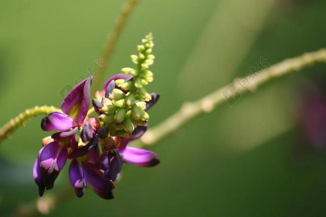 葛根花 日本竹芋 紫色 自然 植物 植物区系 开花 属葛根
