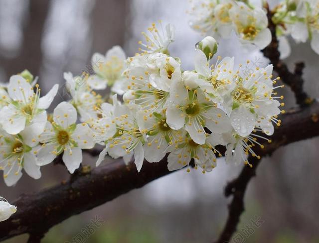 在雨中樱花 雨 雨点 开花 盛开 花 树 樱桃树 樱桃