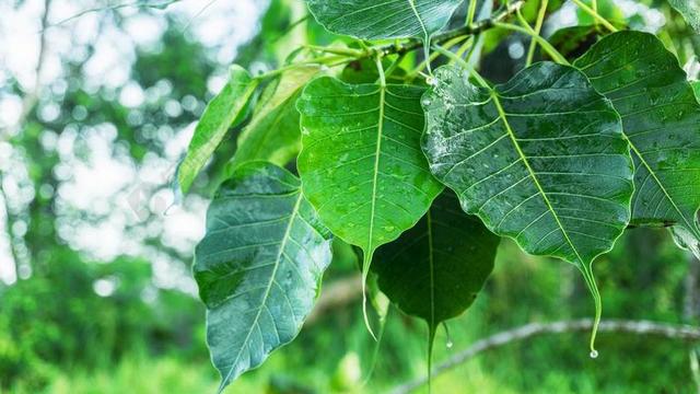 菩提叶 叶子上的露珠 露水 露珠觉醒 醒岬 启示 佛教