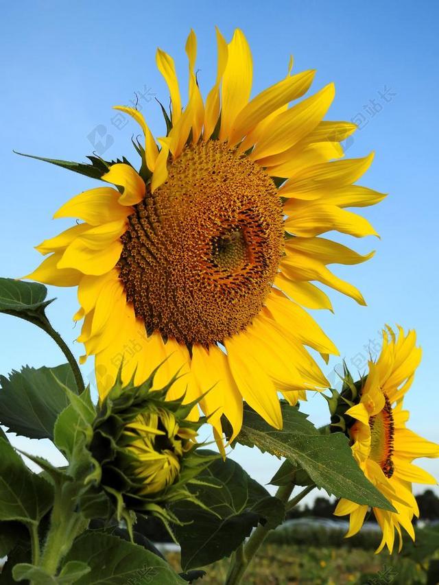 花 太阳花 黄色 性质 开花 夏季 植物 农业 食品 吃