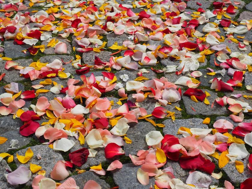 石头上的彩色花瓣背景图片
