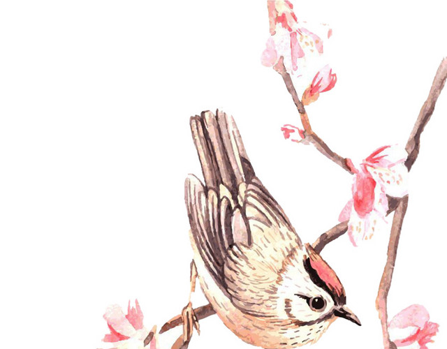 中国风花鸟图