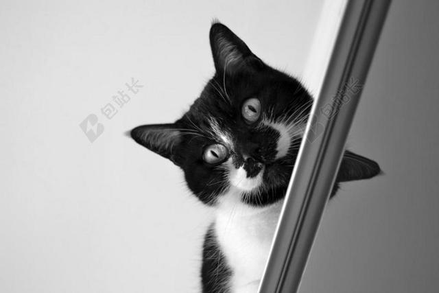 猫咪 GATTA 里面 宠物猫 宠物 BLACCK和黑色