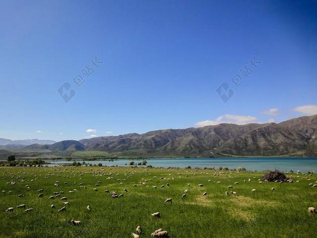 新西兰 牧场 牛 山 景观 羊毛 草地 农业 羊 蓝色