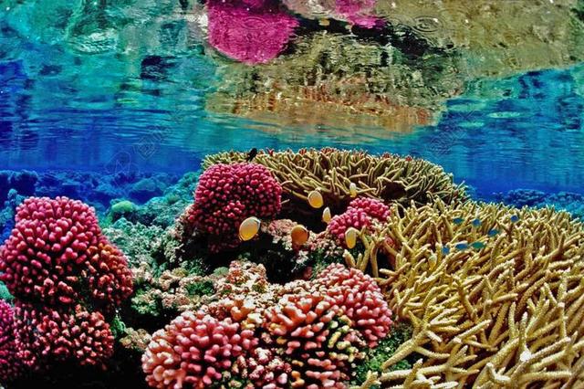 累西腓 珊瑚礁 MAR 海洋 ANEMONA 海滩 水下 性质