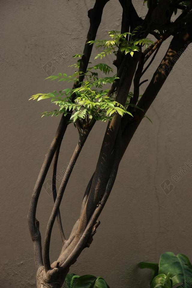 咖喱叶 树 植物 绿色 叶子 叶菜类 黑暗 伍兹 木本 木