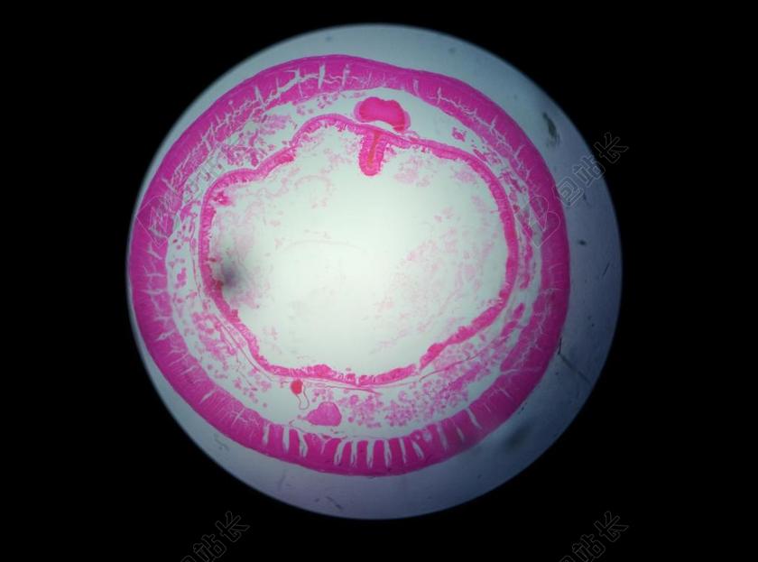 植物 显微镜 科学 细胞 发酵微生物 好奇心