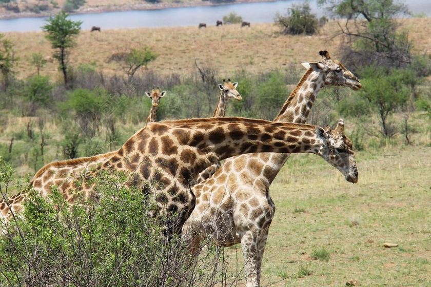 长颈鹿 令人兴奋 冒险 之旅 景区 美丽 有趣的 太阳城