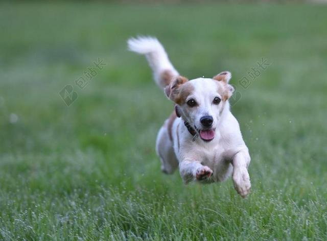 狗 草地 草地上的狗 动物 HUNDEPORTRAIT 小猎犬