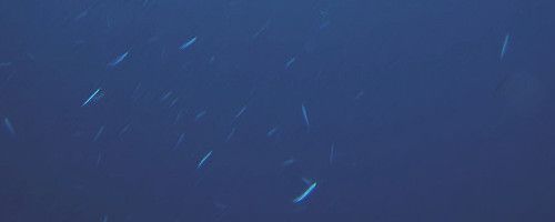 海