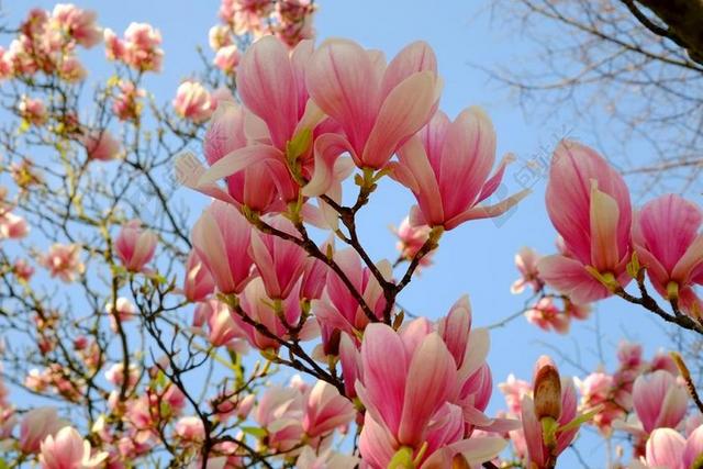 杏仁花 杏仁树 春天 粉红色 盛开 鲜花 开花枝 春季觉醒