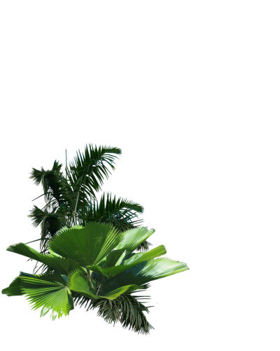 热带植物
