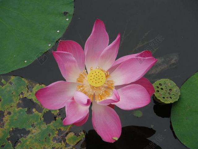 池塘里的粉色荷花背景图片