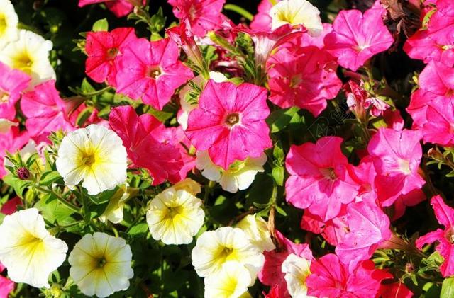 花 矮牵牛 夏天波矮牵牛 花的 自然