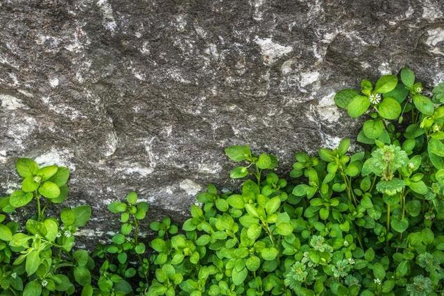 植物 HWALYEOB 叶 大自然 石头 岩石 石头墙 绿色