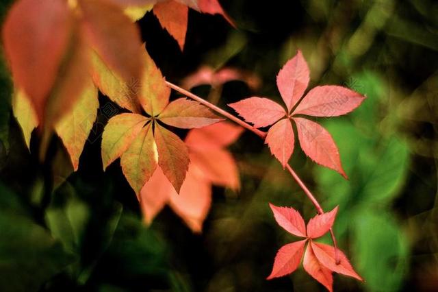 秋 爬山虎 五颜六色的树叶 秋叶 花园 多年生草本 干 园艺