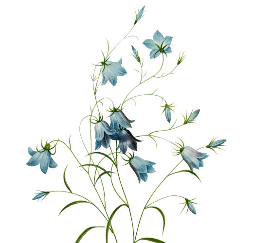 花藤