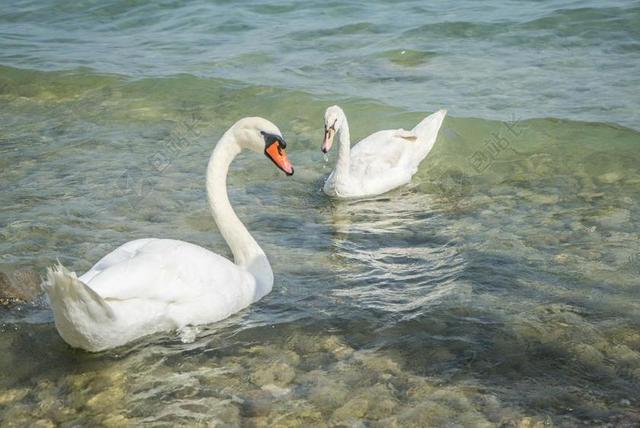 天鹅 鸟 自然 野生动物 白 加尔达湖 户外 夏天