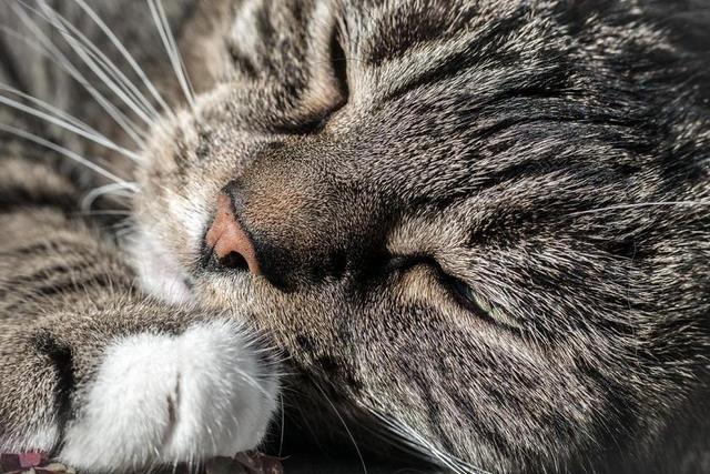 灰色宠物酣睡小猫背景图片