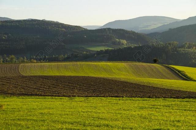 字段 耕地 种子 冬季播种 山 SAUERLAND 高地