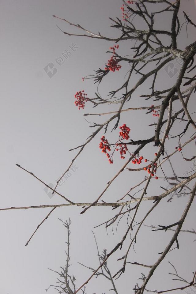 红豆 树枝 圣诞 冬季