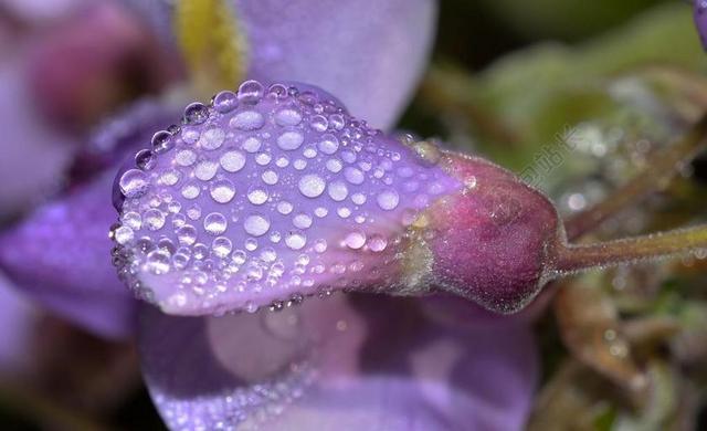 性质 花 紫藤 露水